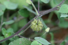 Abutilon crispum